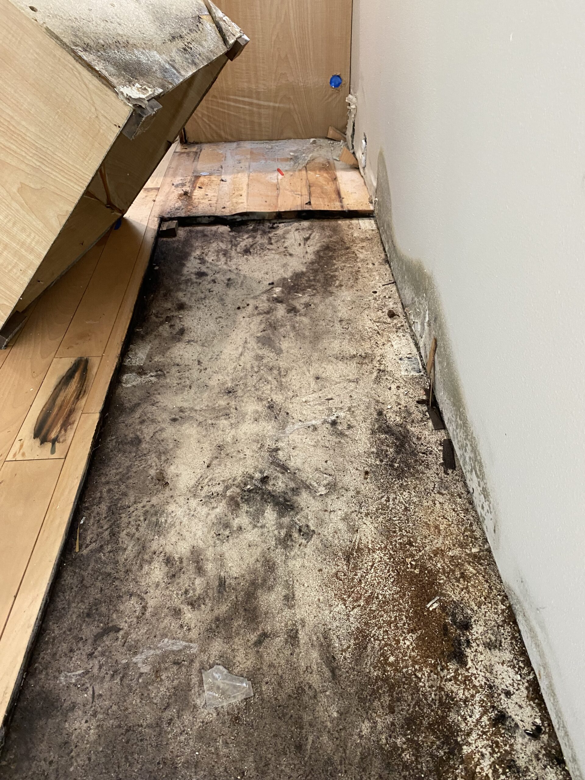 Mold Damage